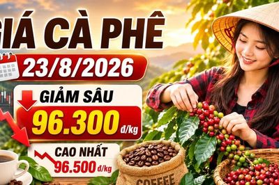 Giá cà phê hôm nay 23/8/2026 giảm sâu, cao nhất còn 96.500 đồng/kg