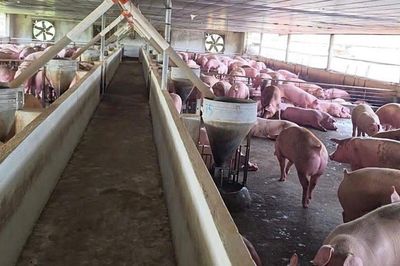 Đồng Nai: Gần 3.000 con heo nhiễm chất Salbutamol bị tiêu hủy