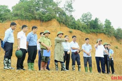 Khi cây vầu có thể trở thành vật liệu kết cấu