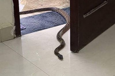 3 điều tuyệt đối không làm khi nhìn thấy rắn