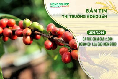 Thị trường nông sản 23/8/2026: Cà phê giảm gần 2.000 đồng/kg, lúa gạo biến động trái chiều