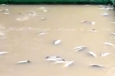 Cá tầm chết trắng hồ sau mưa lũ, người dân Lạng Sơn thiệt hại tiền tỷ