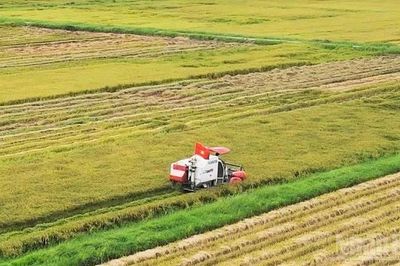 Nông dân Quảng Trị chạy đua với thời tiết thu hoạch lúa hè thu