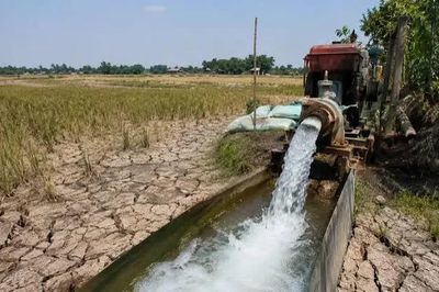 Chủ động nguồn cung lúa gạo trước tác động của El Nino