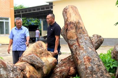 Vụ cưa hàng xà cừ tại trụ sở xã: Gỗ tại hiện trường không trùng với gốc cây