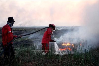 El Nino khiến cháy rừng tại Indonesia bùng phát dữ dội hơn