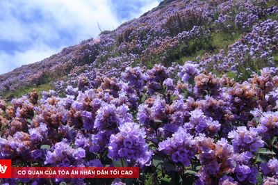 Neelakurinji nở rộ: Những vùng núi Ấn Độ đẹp như tranh với sắc tím huyền ảo