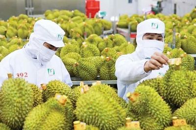 Sầu riêng sang Ấn Độ, nho tươi về Việt Nam: Cú hích cho thương mại song phương bứt phá