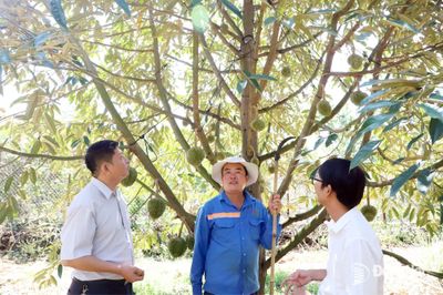 Xây dựng chuỗi xuất khẩu trái cây vào Trung Quốc