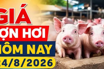 Giá lợn hơi hôm nay 24/8/2026: Chỉ còn 3 địa phương ở mức 56.000 đồng/kg