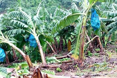 Mường Khương: Mưa lớn, giông lốc gây thiệt hại hơn 14 ha chuối
