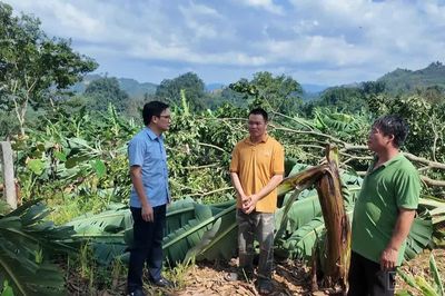 Xót xa những đồi chuối bị mưa giông quật đổ ở Mường Khương