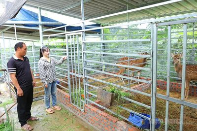 Những 'đầu tàu' làm giàu trên đất khó