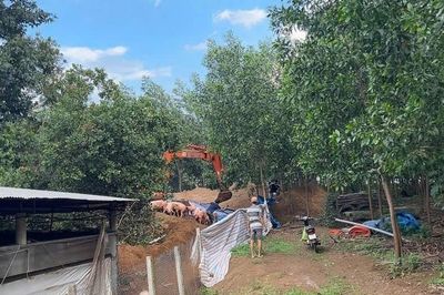 Tiêu hủy gần 3.000 con lợn nhiễm chất cấm Salbutamol