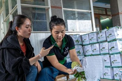 Nông sản Tây Ninh cùng HTX nhập cuộc tài sản trí tuệ