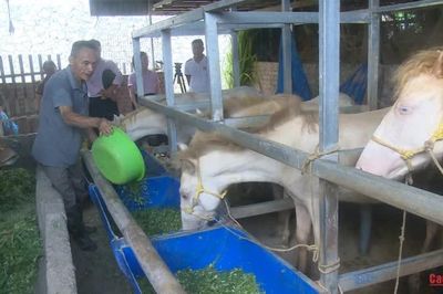 Mở hướng làm giàu bền vững từ nuôi ngựa bạch