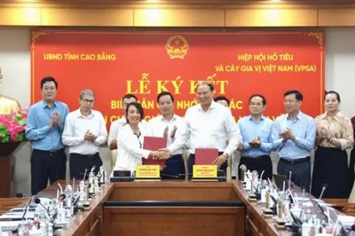 Kỳ vọng Cao Bằng là vùng chế biến gia vị cây quế có thương hiệu quốc tế