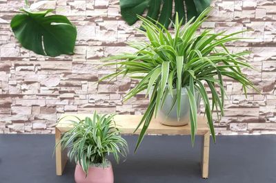 Nhà ẩm mốc vào mùa mưa: Trồng ngay 10 loại cây hút ẩm này để không gian khô thoáng hơn