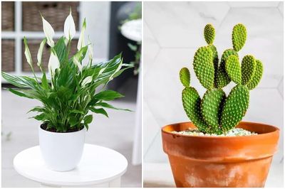 5 cây cảnh hút ẩm, khử mùi trong nhà hiệu quả