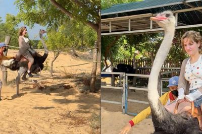 Hết cưỡi trâu, khách Tây lại phấn khích cưỡi đà điểu chạy 'xé gió' ở Việt Nam