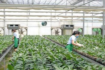 Hà Nội thúc đẩy các giải pháp phát triển nông nghiệp, bảo đảm mục tiêu tăng trưởng năm 2026