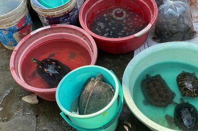 Kêu gọi không mua rùa để phóng sinh dịp Lễ Vu Lan
