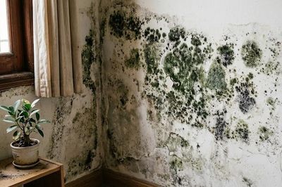 Môi trường sống ẩm thấp làm tăng nguy cơ mắc những bệnh nào?