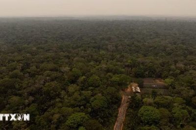 Bí mật những 'dòng sông bay' khổng lồ của Amazon