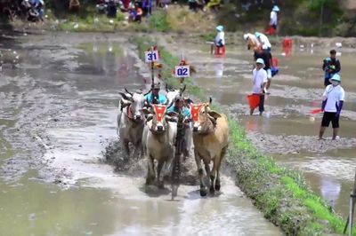 Về Bảy Núi xem đua bò, khám phá sắc màu văn hóa Khmer