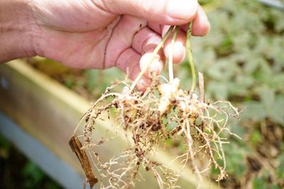 Củ sâm Ngọc Linh thế nào mới được dán tem chỉ dẫn địa lý?