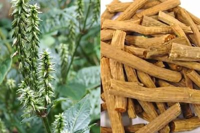 Sở Y tế tỉnh Đắk Lắk thông báo thu hồi thuốc cổ truyền Ngưu tất chích rượu do vi phạm chất lượng