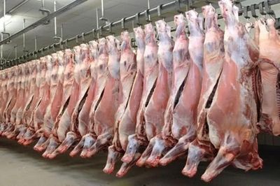 Hơn 100.000 tấn thịt Ấn Độ vào Việt Nam, phần lớn là thịt trâu đông lạnh