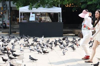 Thích thú hình ảnh chim bồ câu 'đi dạo' ở TPHCM