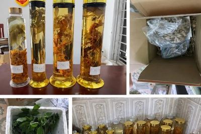 Cô gái lừa bán Sâm Ngọc Linh trên mạng