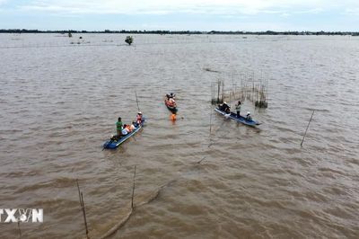 Về Đồng Tháp, trải nghiệm du lịch mùa nước nổi