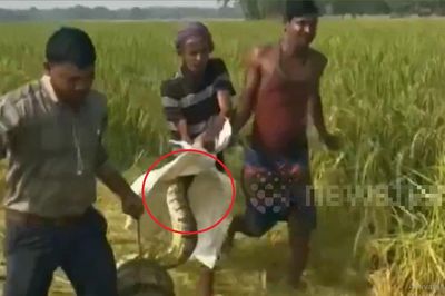 Đang làm đồng, dân làng phát hiện cảnh tượng 'nổi da gà'