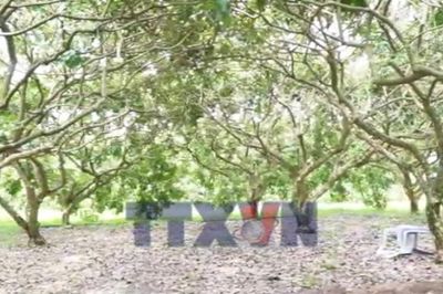 Nâng tầm thương hiệu Thanh nhãn từ hành trình xây dựng chỉ dẫn địa lý