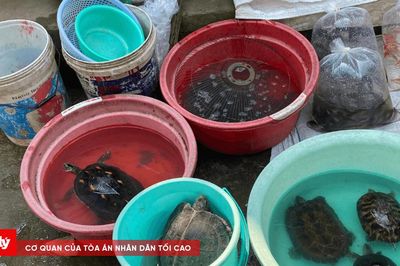 Lễ Vu Lan tích đức: Đừng biến 'phóng sinh' rùa thành 'sát sinh'