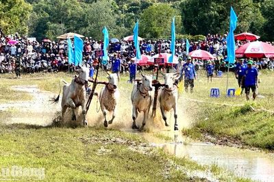 Khoảng 60 đôi bò tranh tài Hội Đua bò Bảy Núi ngày 10-10