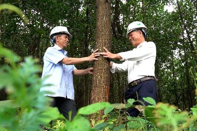 Giao chủ đầu tư triển khai thực hiện hỗ trợ trồng rừng sản xuất gỗ lớn năm 2026