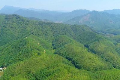 Tạo nền tảng khơi thông nguồn lực từ tín chỉ carbon rừng