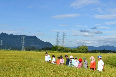 Giống lúa thuần HG12 sinh trưởng tốt trên cánh đồng xã Hà Nha