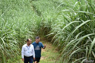 Kỳ vọng mô hình trồng mía ở Sín Thầu