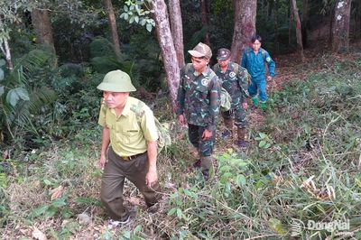 Canh rừng xuyên lễ