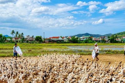 Ruổi rong đời chăn vịt