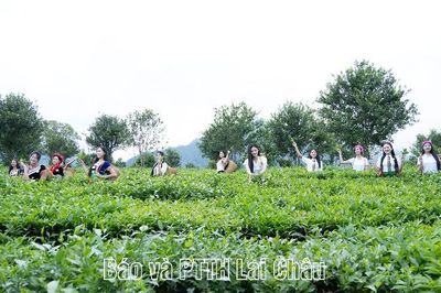Thí sinh tham dự Cuộc thi Hoa hậu Việt Nam năm 2026 trải nghiệm đồi chè Tân Uyên