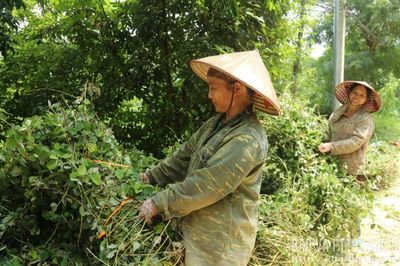 Cao Lộc: Tiềm năng từ cây kim tiền thảo