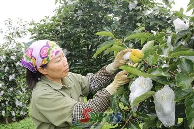 Mùa hồng giòn trên cao nguyên Mộc Châu