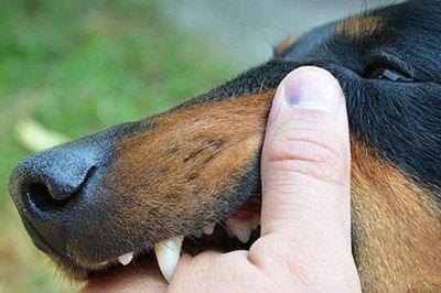 Bộ Y tế yêu cầu tăng cường giám sát, hạn chế thấp nhất ca tử vong do bệnh Dại