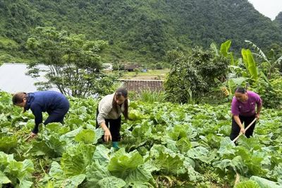 Nguyên Bình sản xuất rau an toàn theo tiêu chuẩn VietGAP gắn với thị trường tiêu thụ